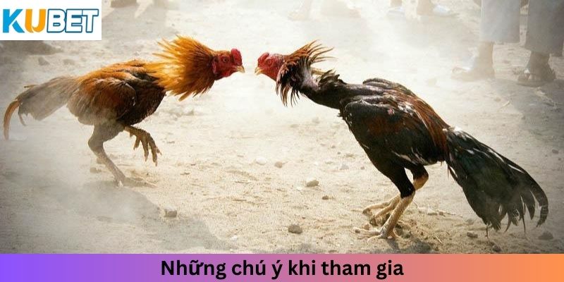 Những chú ý khi tham gia đá gà tại Kubet