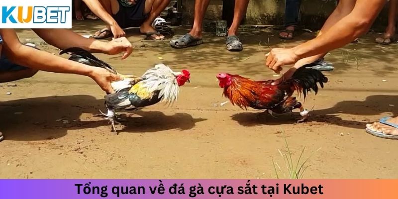 Tổng quan về đá gà cựa sắt tại Kubet