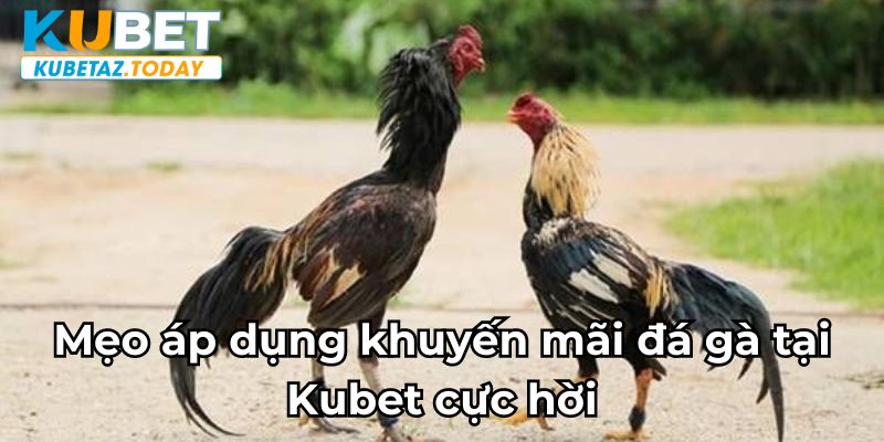 Mẹo áp dụng khuyến mãi đá gà tại Kubet cực hời